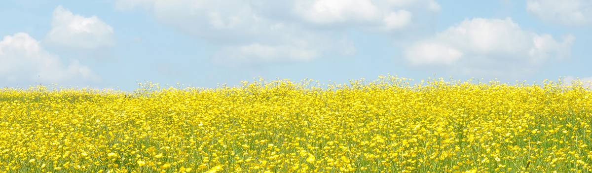 Buttercup Farm